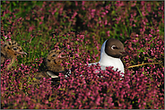 mit Küken... Lachmöwe *Chroicocephalus ridibundus*