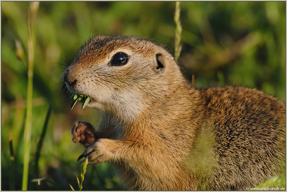 Im Abendlicht... Europäisches Ziesel *Spermophilus citellus*