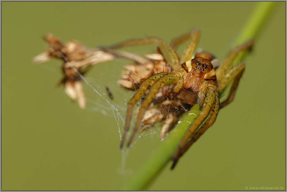 in den Binsen... Gerandete Jagdspinne *Dolomedes fimbriatus*