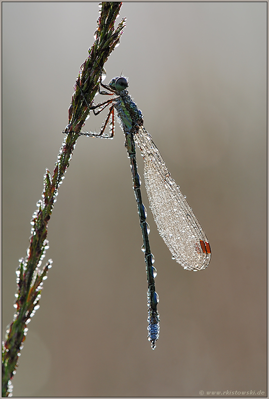 im hohen Gras... Gemeine Binsenjungfer *Lestes sponsa*