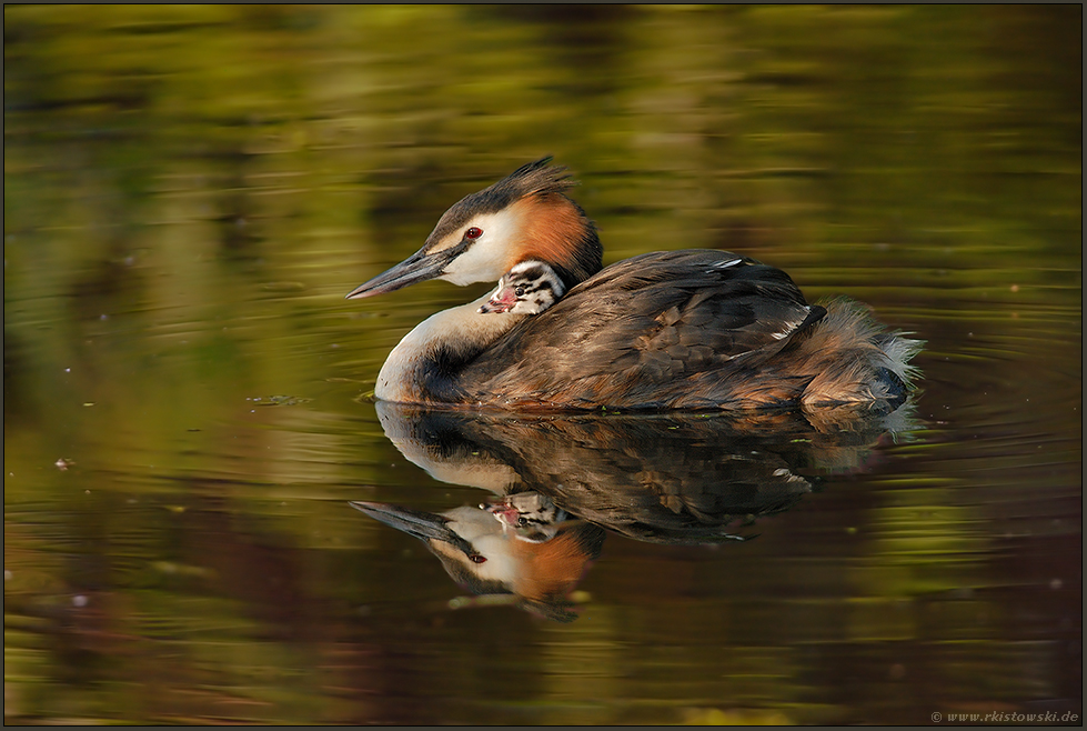 stolz... Haubentaucher *Podiceps cristatus*
