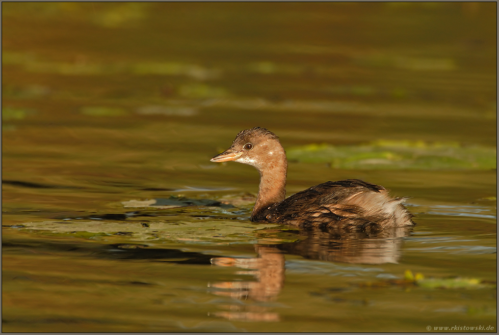 im Schlichtkleid... Zwergtaucher *Tachybaptus ruficollis*