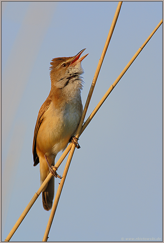 hoch im Schilf... Drosselrohrsänger *Acrocephalus arundinaceus*