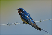 rufend... Rauchschwalbe *Hirundo rustica*