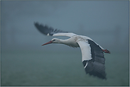 London Heathrow... Weißstorch im dichten Nebel *Ciconia ciconia*