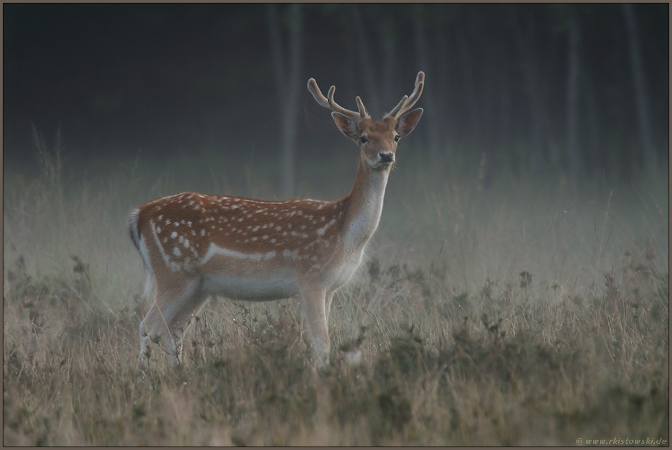 im Morgengrauen... Damhirsch *Dama dama*