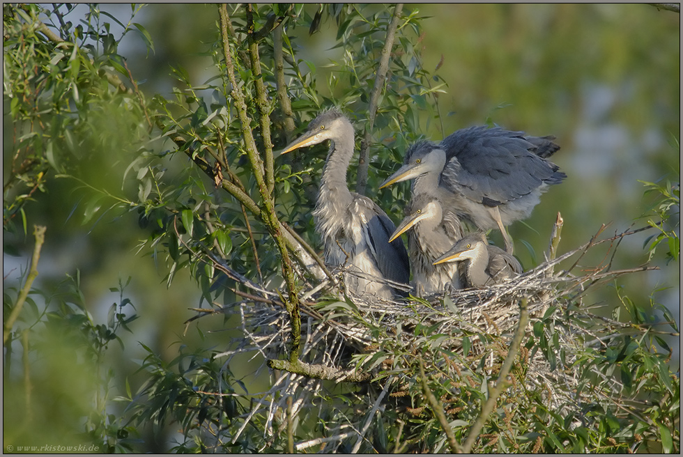 Nesthocker... Graureiher *Ardea cinerea*