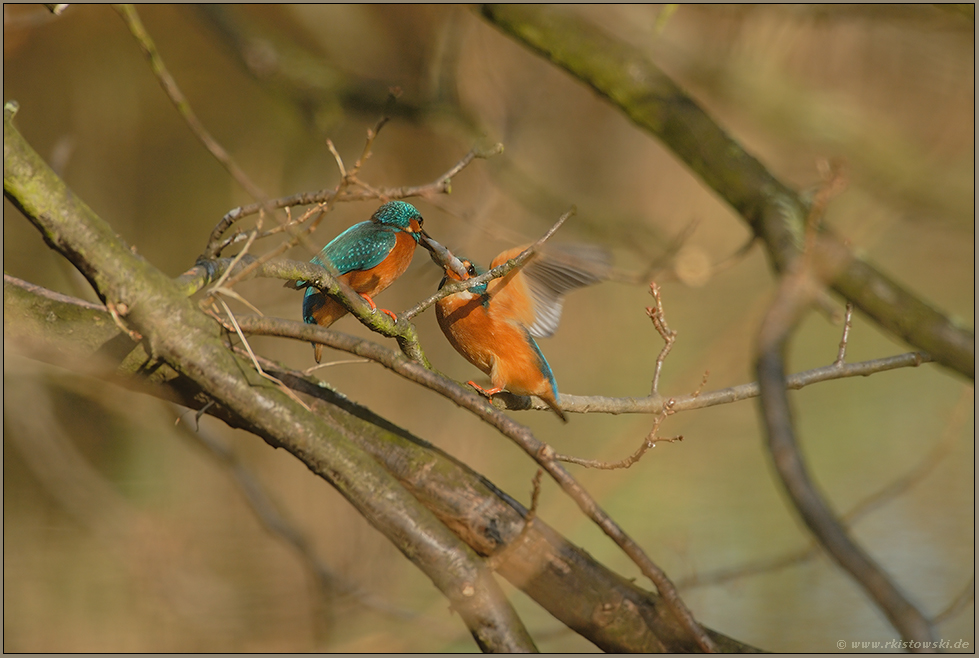 Übergabe des Brautgeschenkes... Eisvogel *Alcedo atthis*