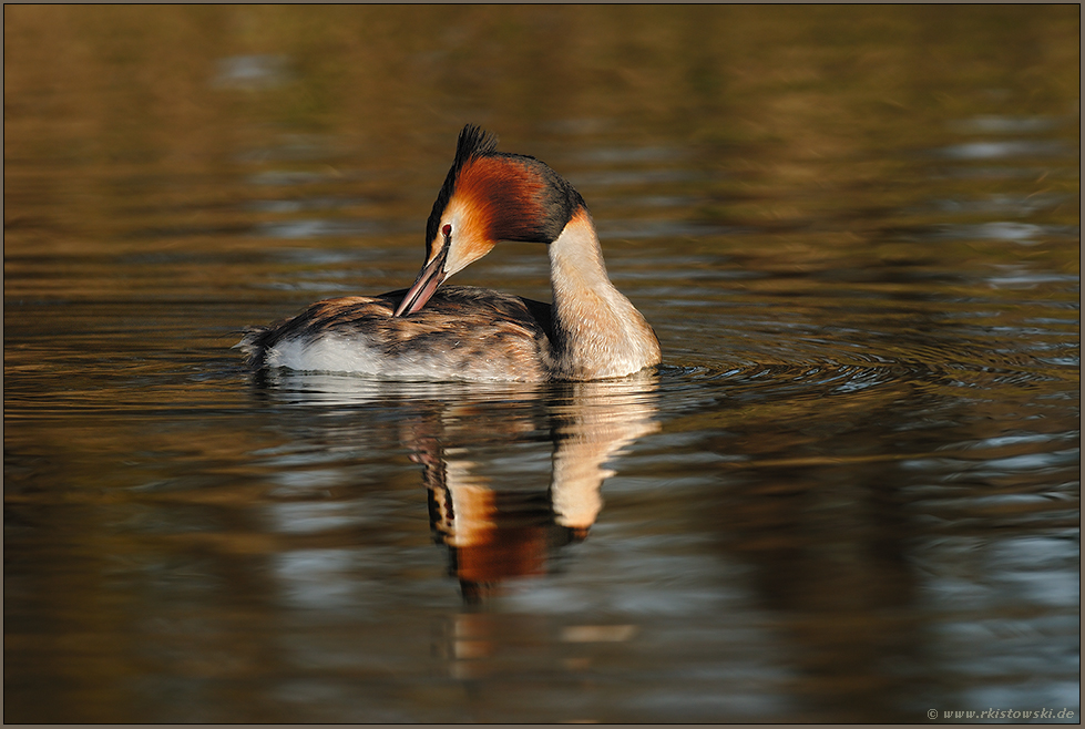 Gefiederpflege... Haubentaucher *Podiceps cristatus*
