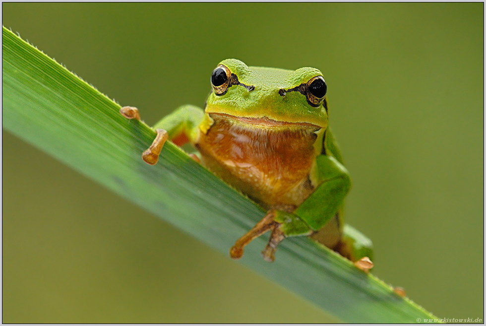 Neugierde... Europäischer Laubfrosch *Hyla arborea *