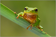 Neugierde... Europäischer Laubfrosch *Hyla arborea *