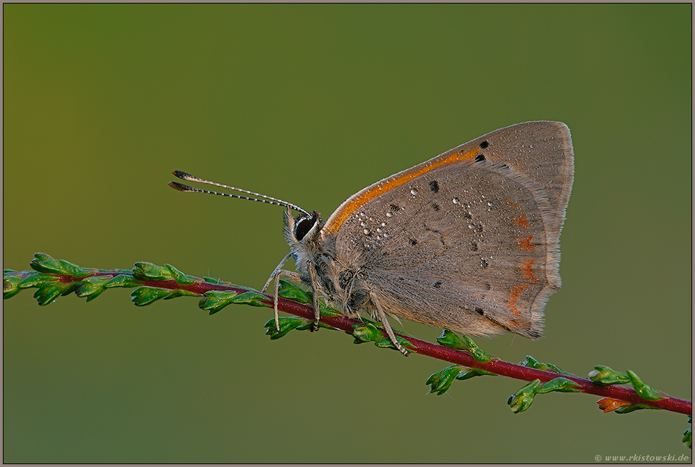 in der Heide...   Kleiner Feuerfalter *Lycaena phlaeas*