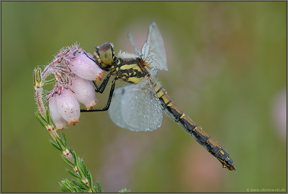 an der Glockenheide... Schwarze Heidelibelle *Sympetrum danae*