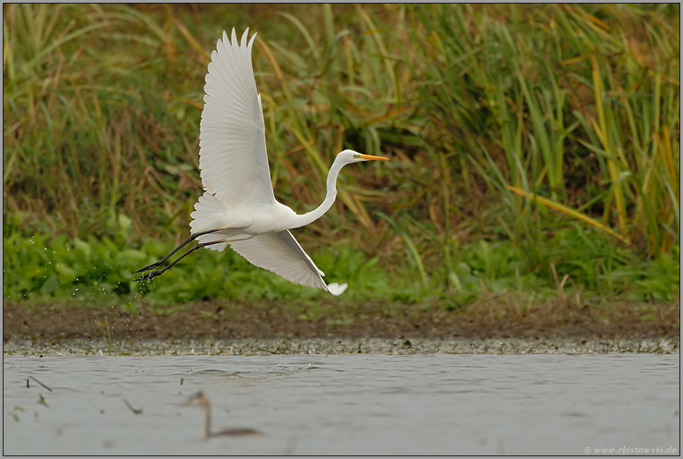 Abflug... Silberreiher *Casmerodius albus*