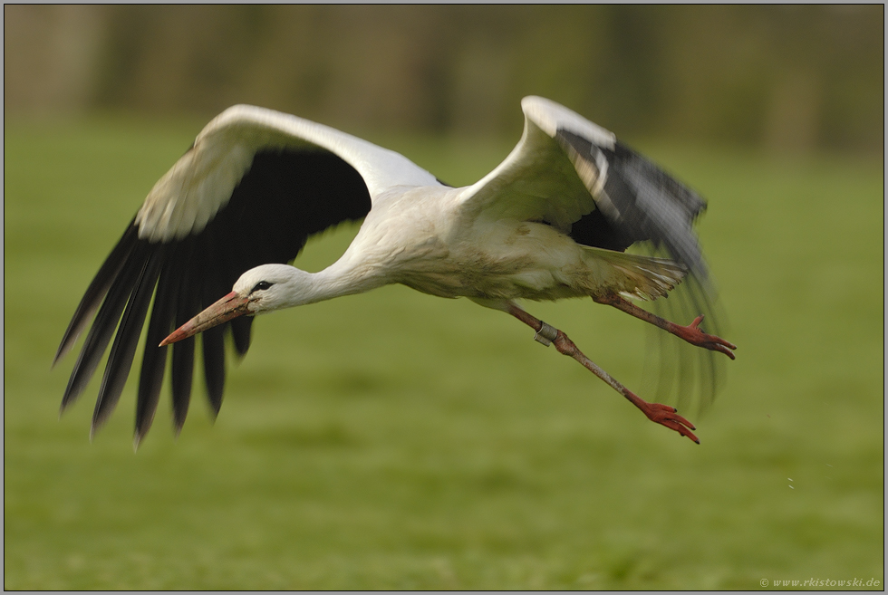 Abflug...  Weißstorch *Ciconia ciconia*