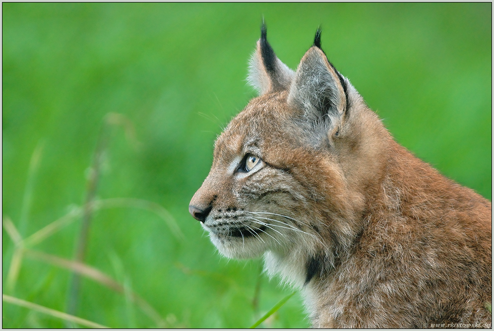 aufmerksam... Eurasischer Luchs *Lynx lynx*