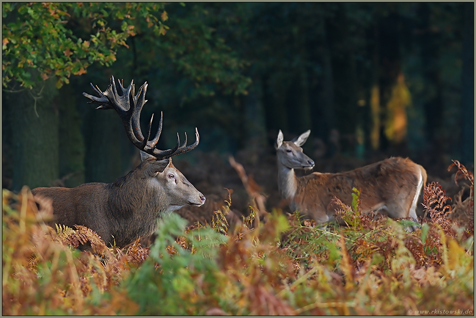 Aufmerksamkeit... Rotwild *Cervus elaphus*