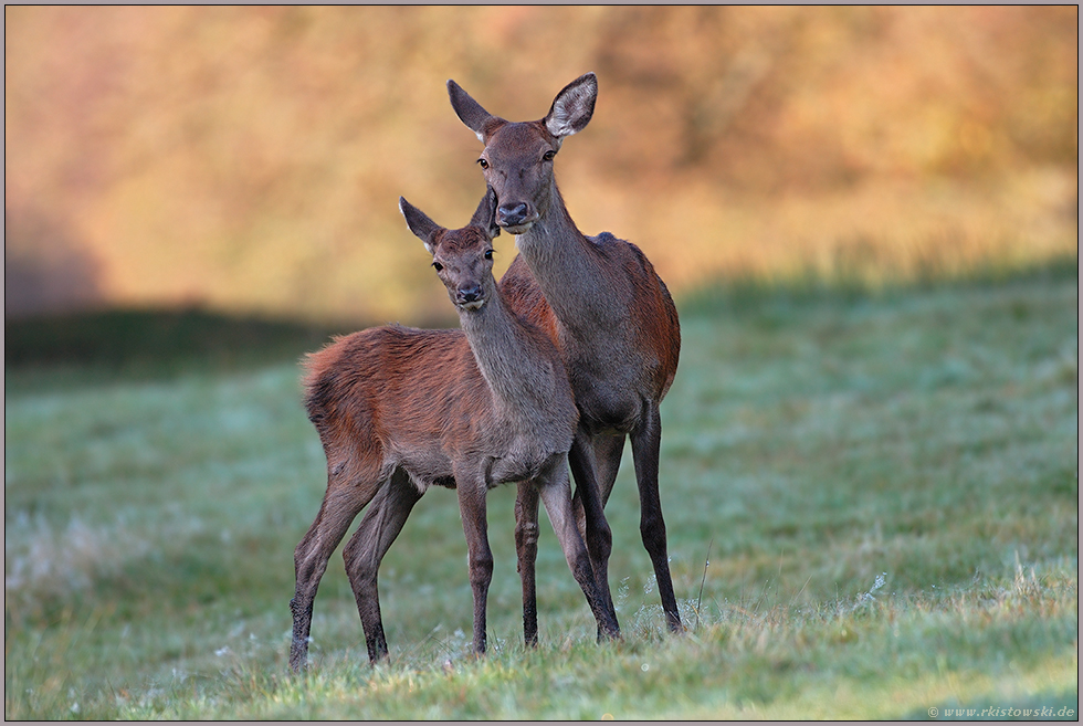 Hirschkuh mit Kalb...  Rotwild *Cervus elaphus*