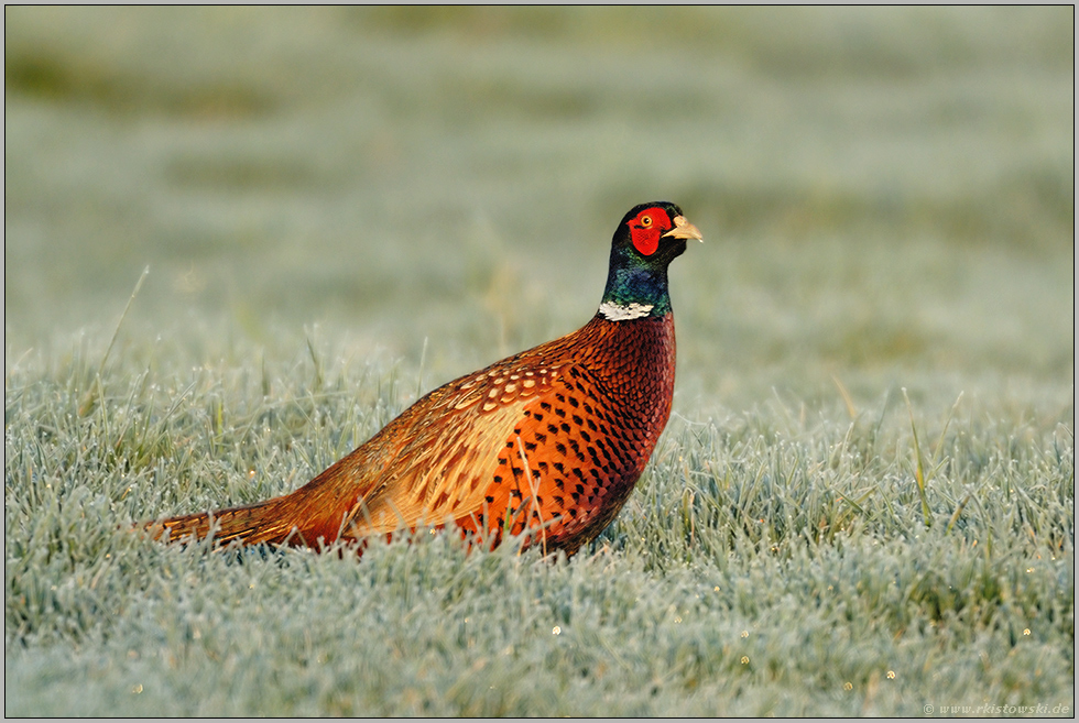 Rauhreif... Fasan *Phasianus colchicus*