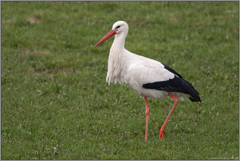 bei der Nahrungssuche...  Weißstorch *Ciconia ciconia*