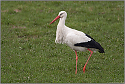 bei der Nahrungssuche...  Weißstorch *Ciconia ciconia*