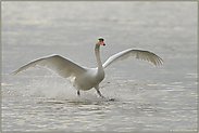 Landung... Höckerschwan *Cygnus olor*