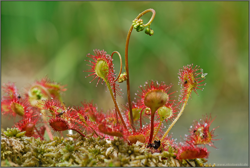 im Hochmoor... Rundblättriger Sonnentau *Drosera rotundifolia*