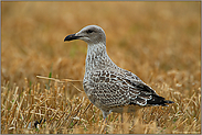 Erntezeit... Mantelmöwe *Larus marinus*