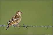 am Wiesenrain... Wiesenpieper *Anthus pratensis*