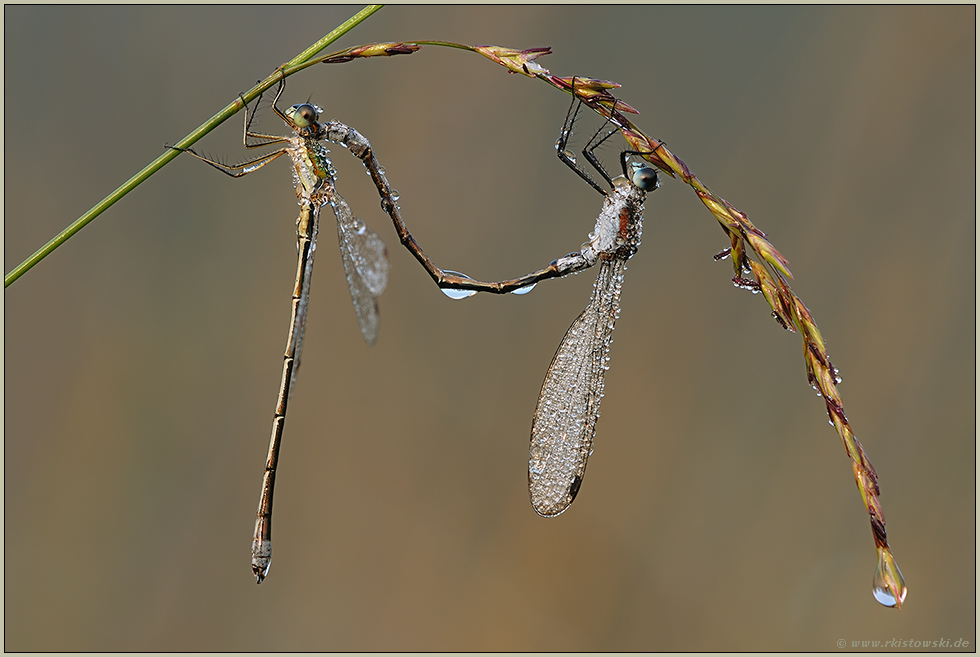 vor der Paarung... Gemeine Binsenjungfer *Lestes sponsa*