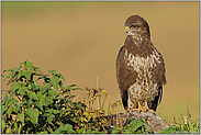 am Feldrain... Mäusebussard *Buteo buteo*