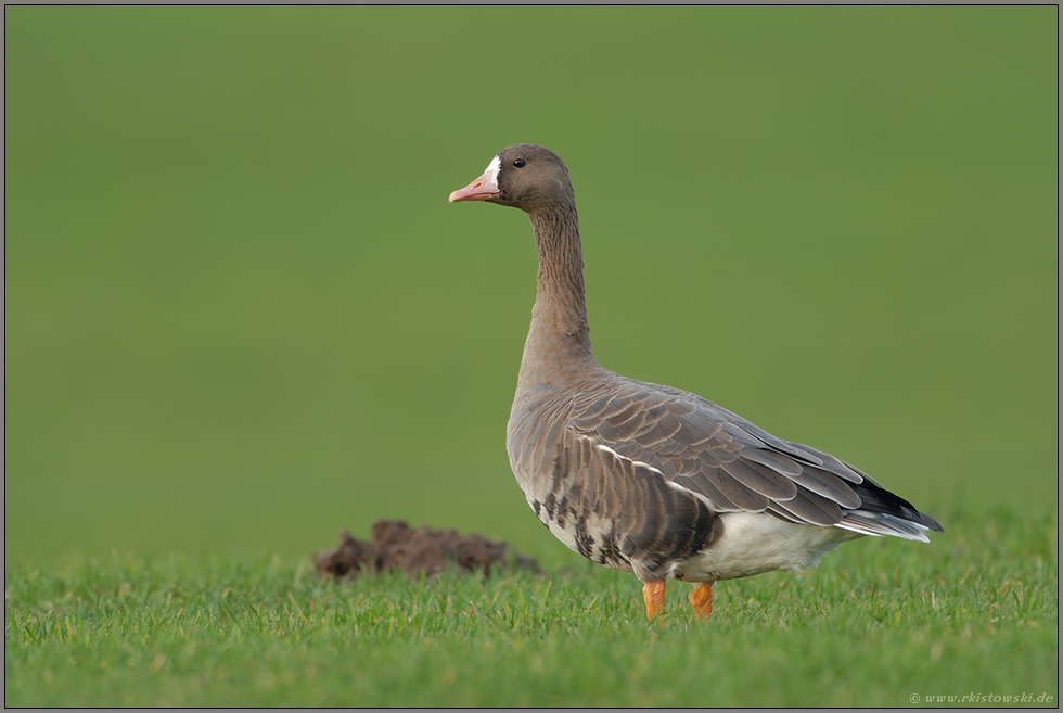 auf der grünen Wiese... Blässgans *Anser albifrons*