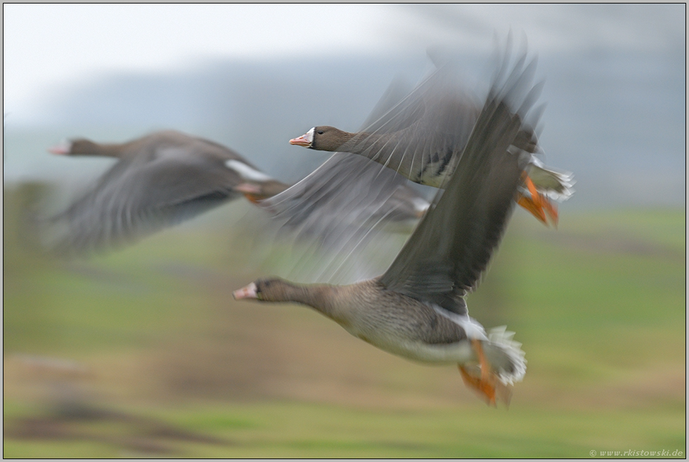 Fotografenleben... Blässgänse *Anser albifrons*