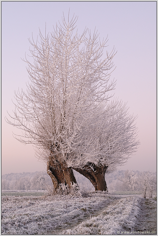 ein Wintermärchen... Kopfweiden *Bislicher Insel*