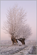 ein Wintermärchen... Kopfweiden *Bislicher Insel*