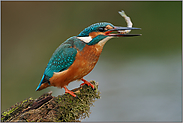 beim Frühstück... Eisvogel *Alcedo atthis*