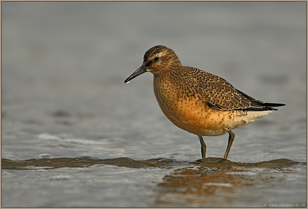 bei ansteigender Flut... Knutt *Calidris canutus*