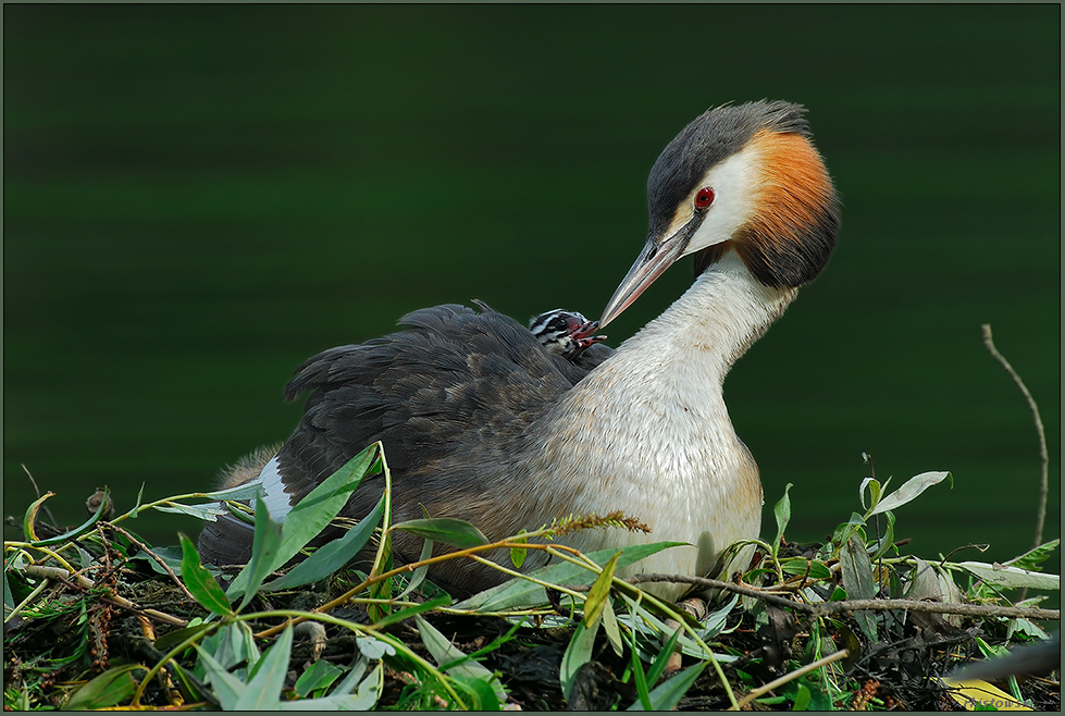 stolze Mama...  Haubentaucher *Podiceps cristatus*