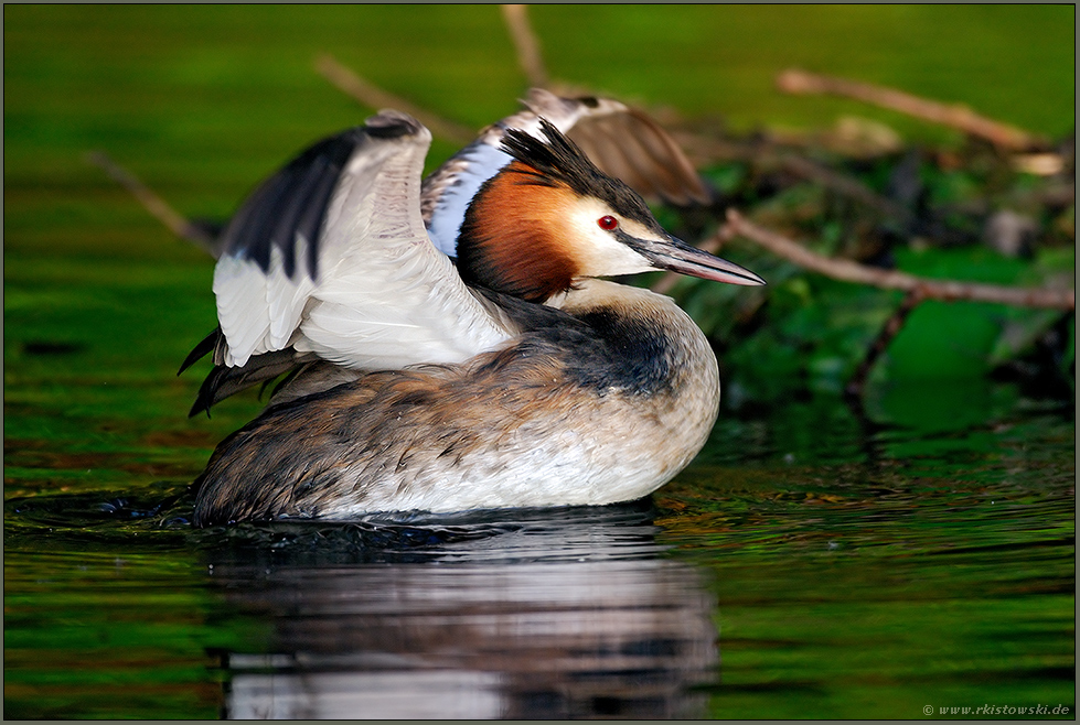 Flügelschlag... Haubentaucher *Podiceps cristatus*