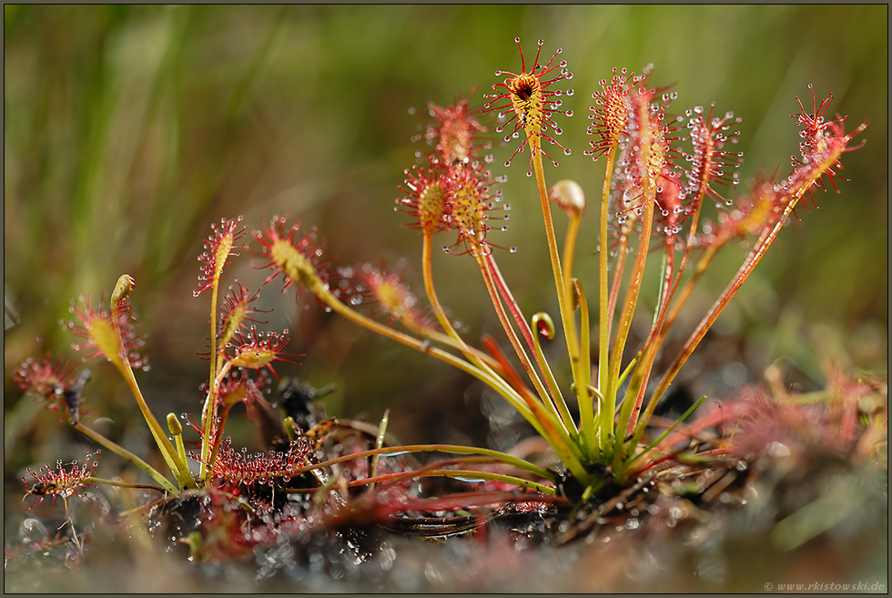 schnell zu übersehen... Mittlerer Sonnentau *Drosera intermedia*