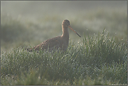 im Nebel... Uferschnepfe *Limosa limosa*