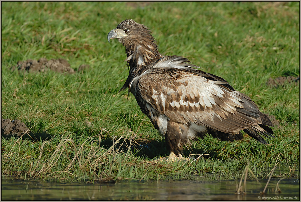 Streuner... Seeadler *Haliaeetus albicilla* (1/11)