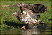 nervös... Seeadler *Haliaeetus albicilla* (2/11)