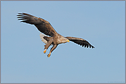 im Anflug... Seeadler *Haliaeetus albicilla*