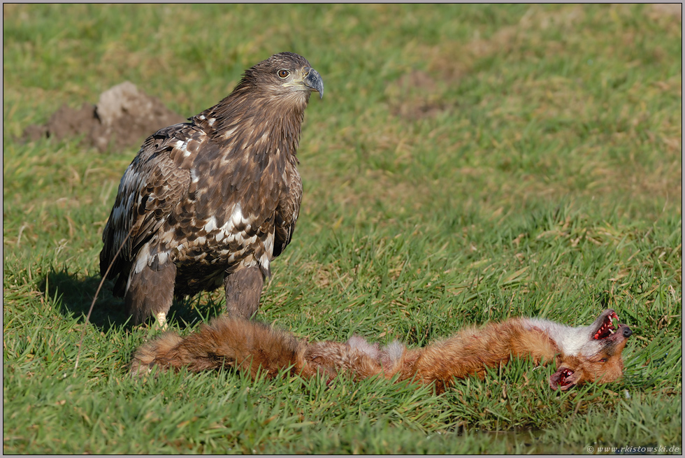 am Fuchs... Seeadler, juv. *Haliaeetus albicilla* (5/11)