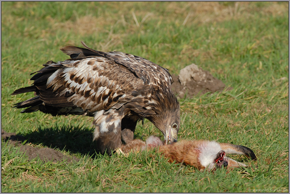 Mahlzeit... Seeadler, juv. *Haliaeetus albicilla* (8/11)