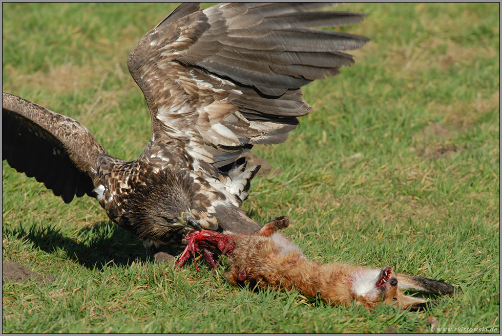 kraftvoll... Seeadler, juv. *Haliaeetus albicilla* (6/11)