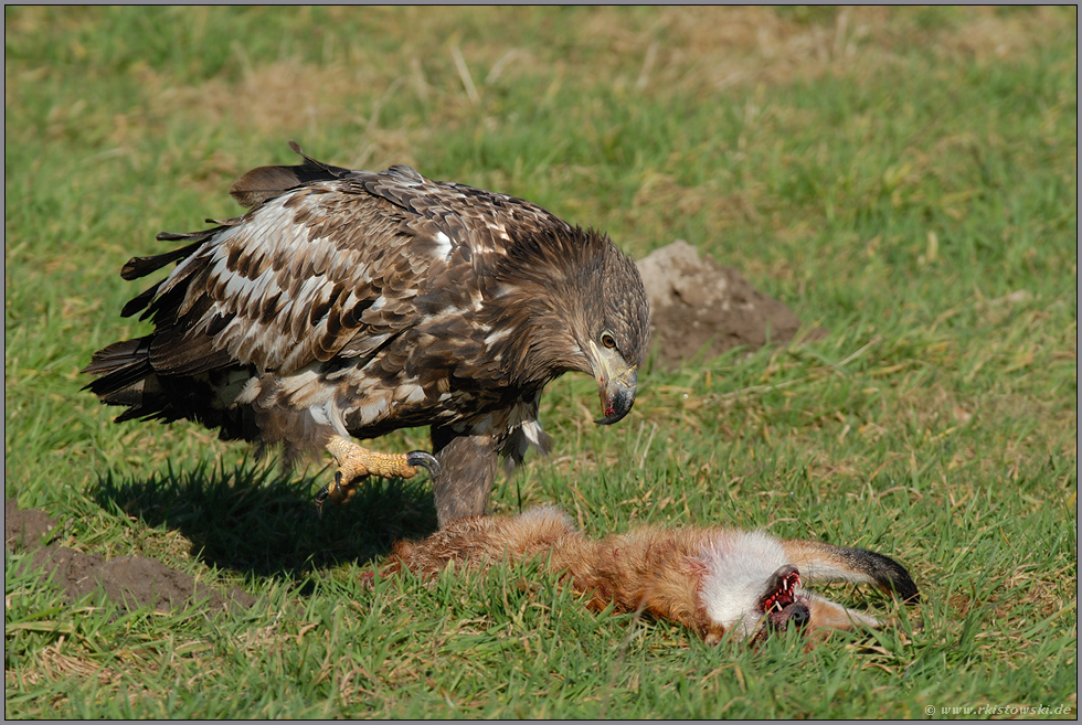 besitzergreifend... Seeadler, juv. *Haliaeetus albicilla* (7/11)