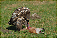 energisch... Seeadler, juv. *Haliaeetus albicilla* (10/11)