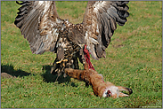 Körpereinsatz... Seeadler *Haliaeetus albicilla*